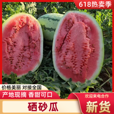 双红金城&宁夏硒砂瓜/产地直供/包熟包甜/大吨位供应中