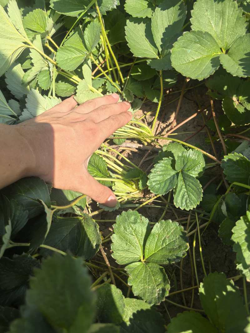 天仙醉草莓苗基地直发高产苗基地一手货源直发