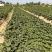 天仙醉草莓苗基地直发高产苗基地一手货源直发