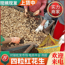 四粒红鲜花生/开封祥符区/现挖鲜花生/批发~电商~商超