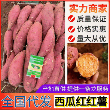 《西瓜红红薯》开封祥符区纯沙地红薯/规格齐全/全国代发