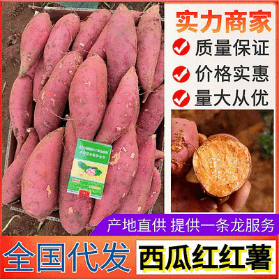《西瓜红红薯》开封祥符区纯沙地红薯/规格齐全/全国代发