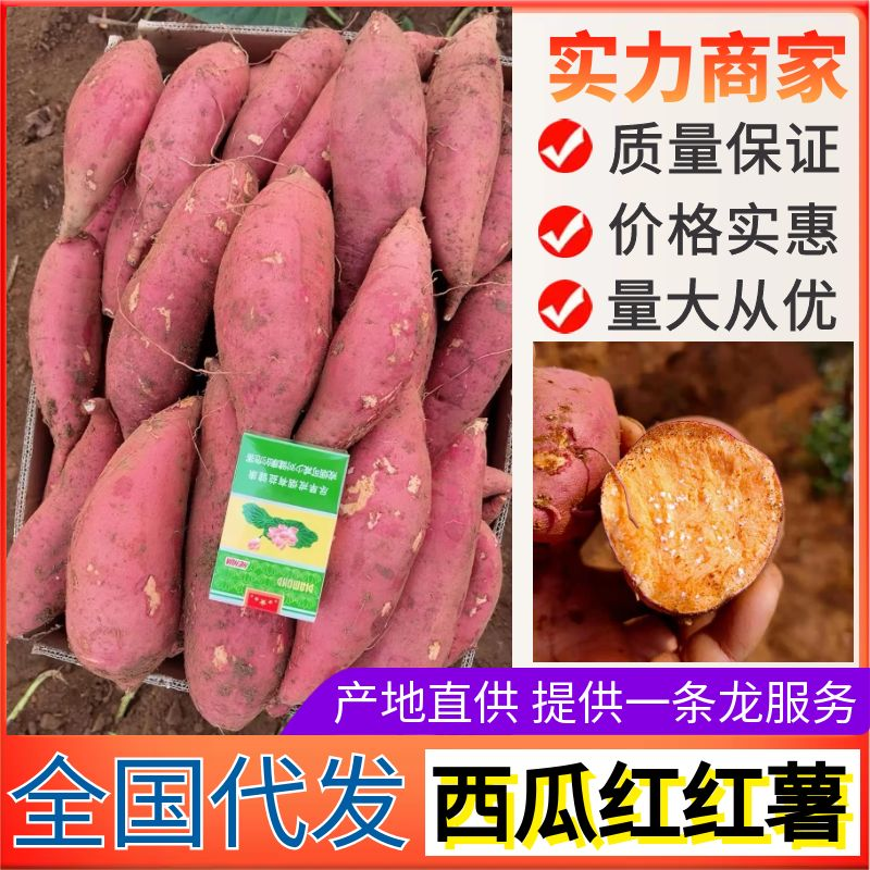 《西瓜红红薯》开封祥符区纯沙地红薯/规格齐全/全国代发
