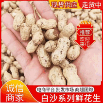 大白沙花生/开封祥符区/白沙系列鲜花生/电商~商超~批发