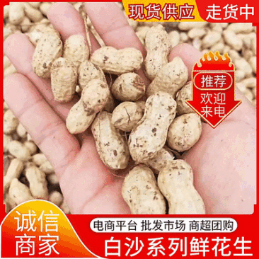 大白沙花生/开封祥符区/白沙系列鲜花生/电商~商超~批发