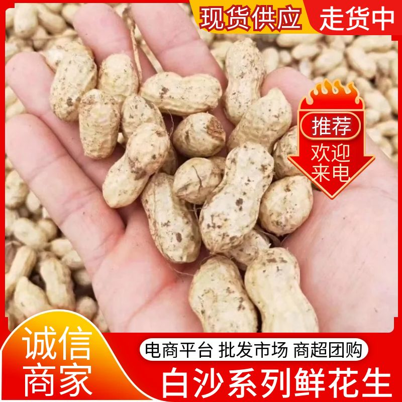 大白沙花生/开封祥符区/白沙系列鲜花生/电商~商超~批发