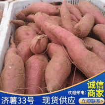 《济薯33》河南开封祥符区/济薯大量上市/对接全国采购商