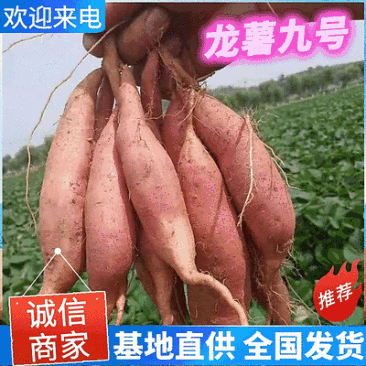 《龙薯九号》开封红薯/现货供应/电商批发商超全国发货