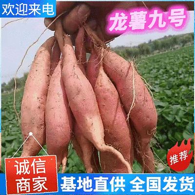 《龙薯九号》开封红薯/现货供应/电商批发商超全国发货