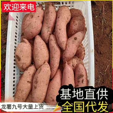 《精选》龙薯九号开封红薯现货供应规格齐全全国代发