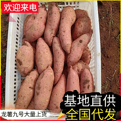 《精选》龙薯九号开封红薯现货供应规格齐全全国代发