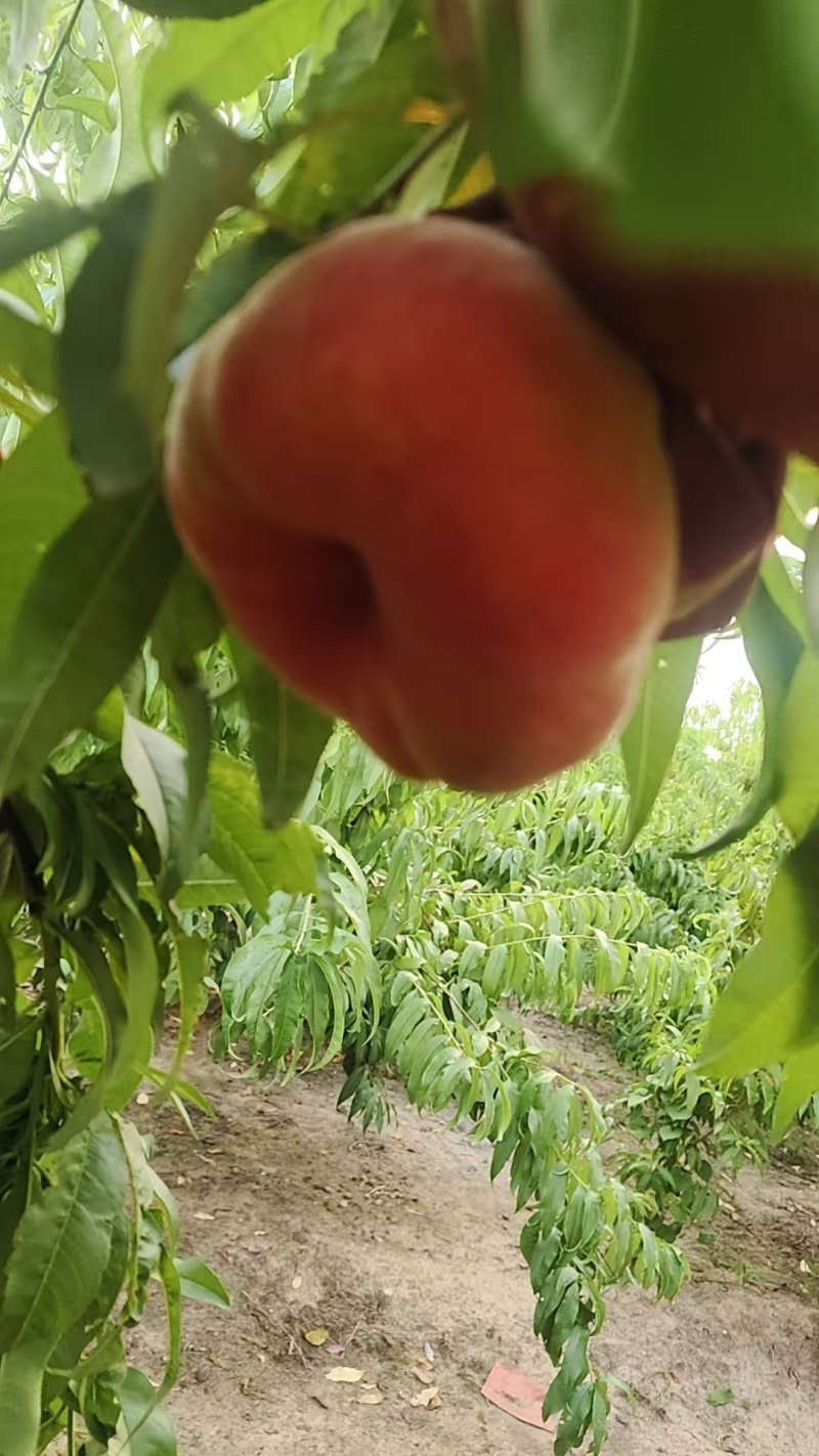 【热卖】开封黄金蟠桃种植基地现摘现发口感好可视频看货