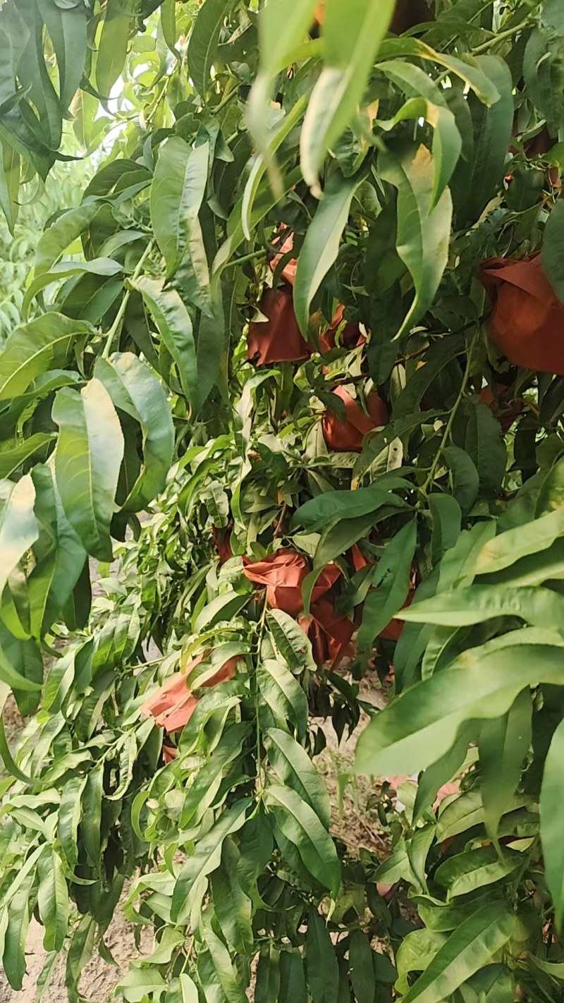 【热卖】开封黄金蟠桃种植基地现摘现发口感好可视频看货