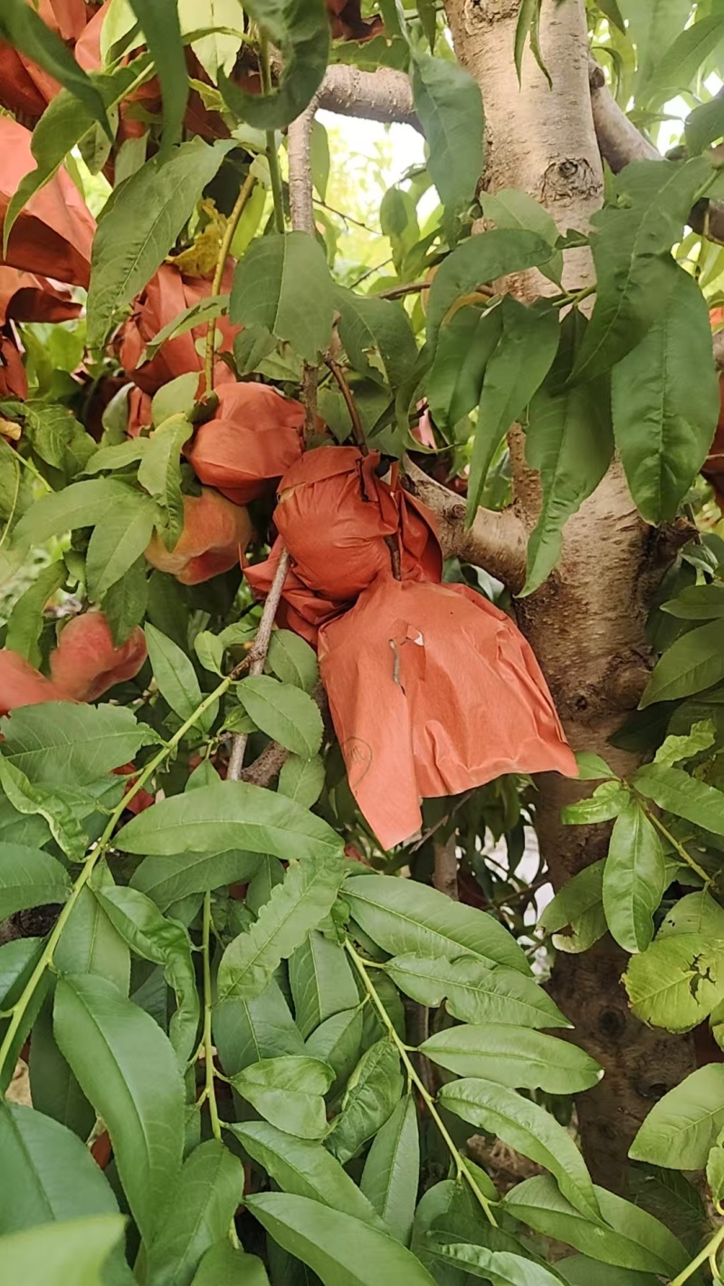【热卖】开封黄金蟠桃种植基地现摘现发口感好可视频看货