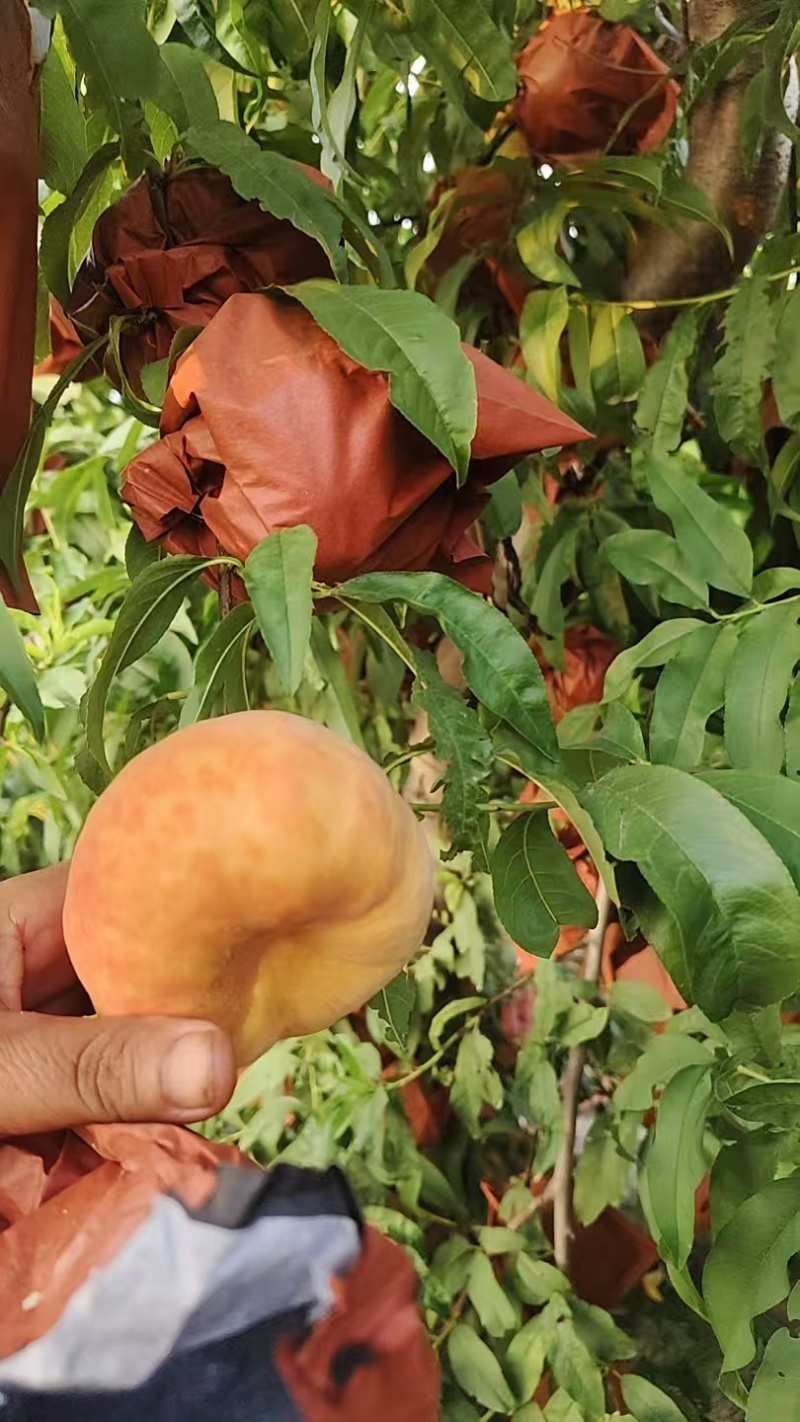 【热卖】开封黄金蟠桃种植基地现摘现发口感好可视频看货