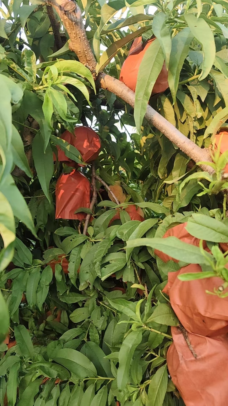 【热卖】开封黄金蟠桃种植基地现摘现发口感好可视频看货