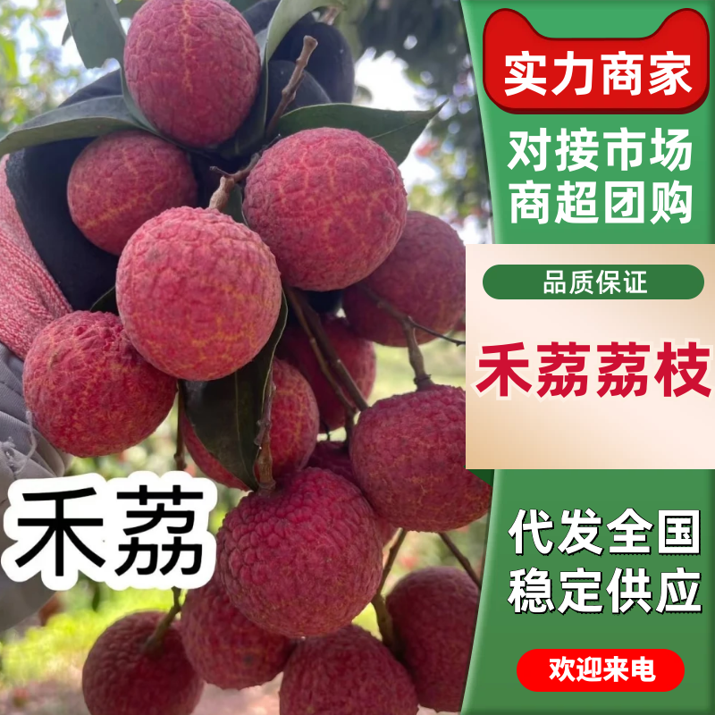 禾荔荔枝淮枝荔枝广西禾荔荔枝基地直供量大从优