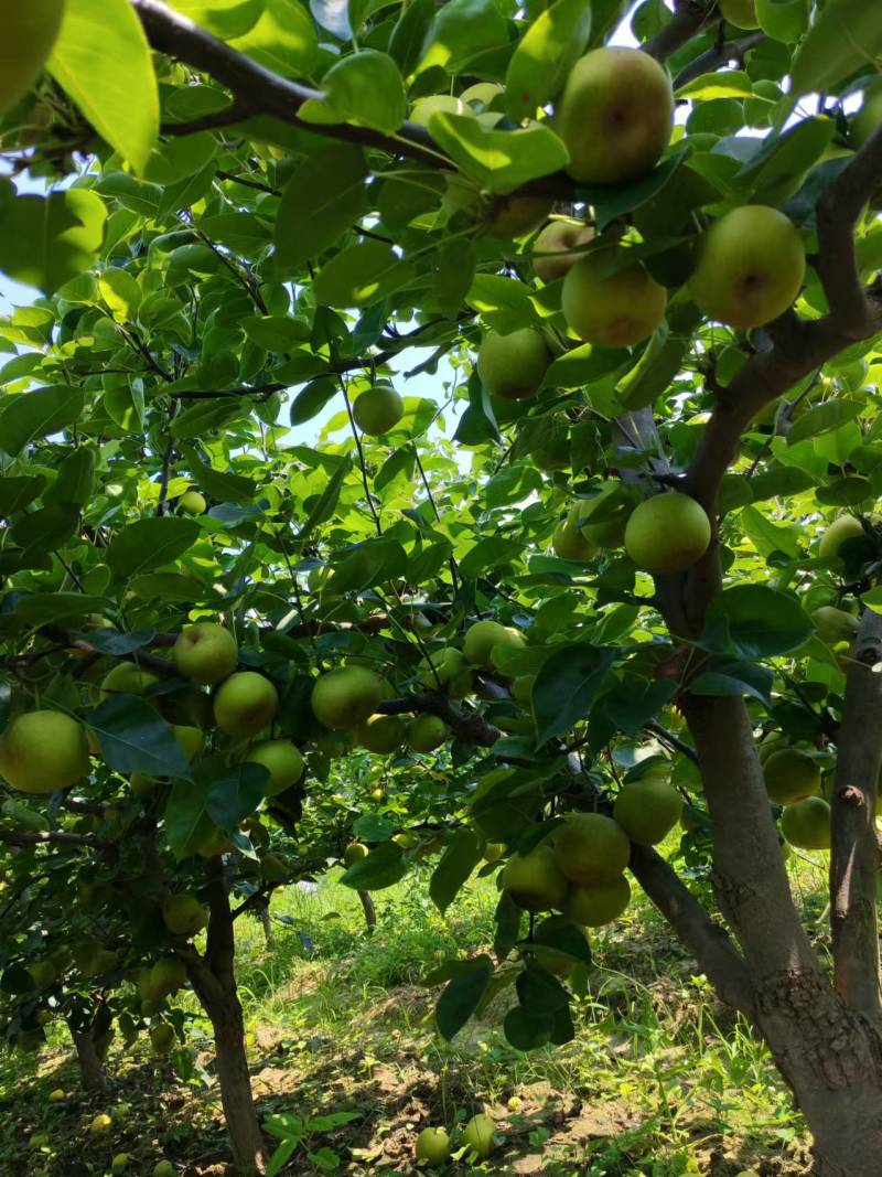 【热卖】湖北翠冠梨清甜可口量大从优价格美丽质量一流热卖中