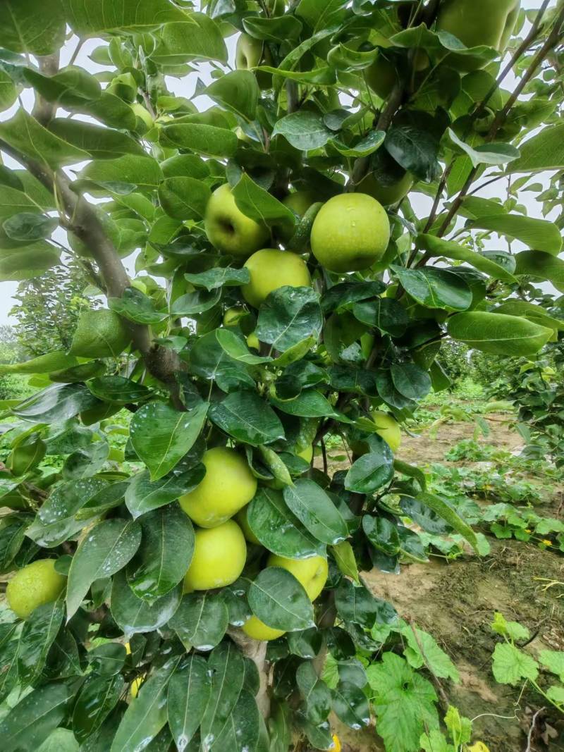【热卖】湖北翠冠梨清甜可口量大从优价格美丽质量一流热卖中