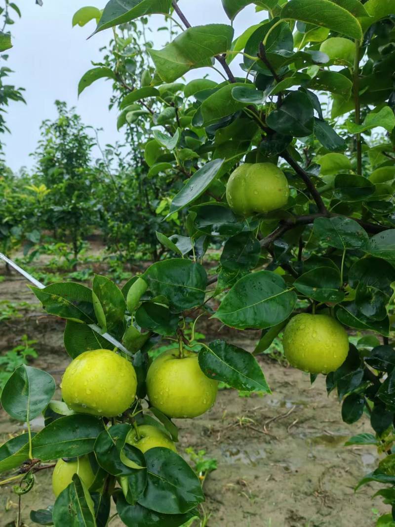 【热卖】湖北翠冠梨清甜可口量大从优价格美丽质量一流热卖中