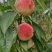百花桃四川桃产地直发口感脆甜量大优惠对接全国