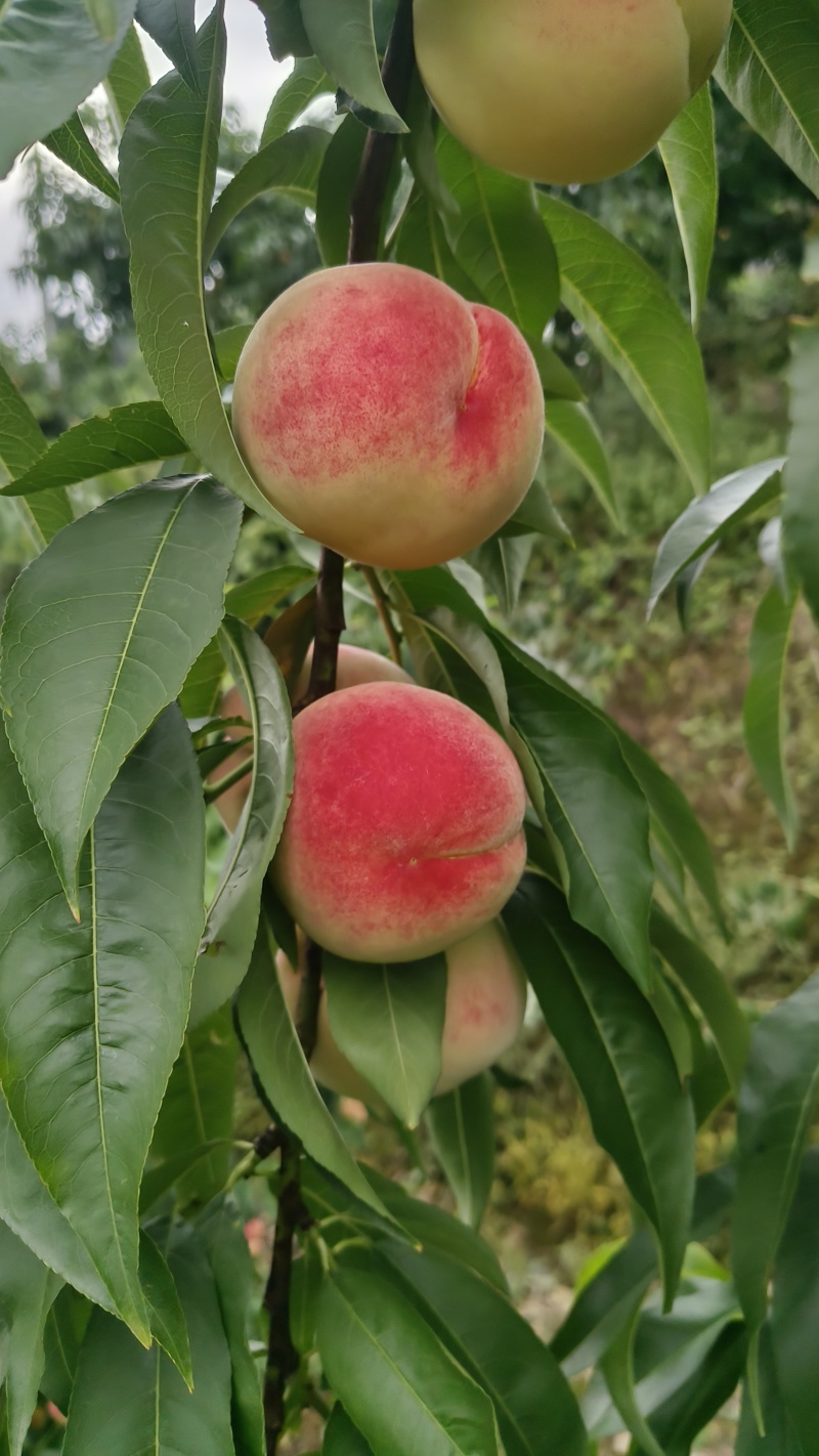 百花桃四川桃产地直发口感脆甜量大优惠对接全国