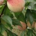 百花桃四川桃产地直发口感脆甜量大优惠对接全国