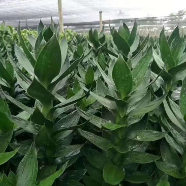 海南观音竹种植基地，海南观音竹批发