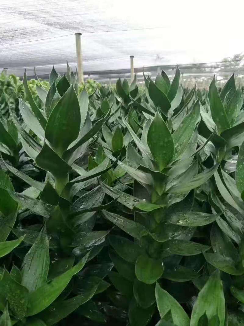 海南观音竹种植基地，海南观音竹批发
