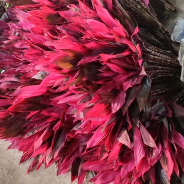 海南红株蕉种植基地，海南红株蕉批发