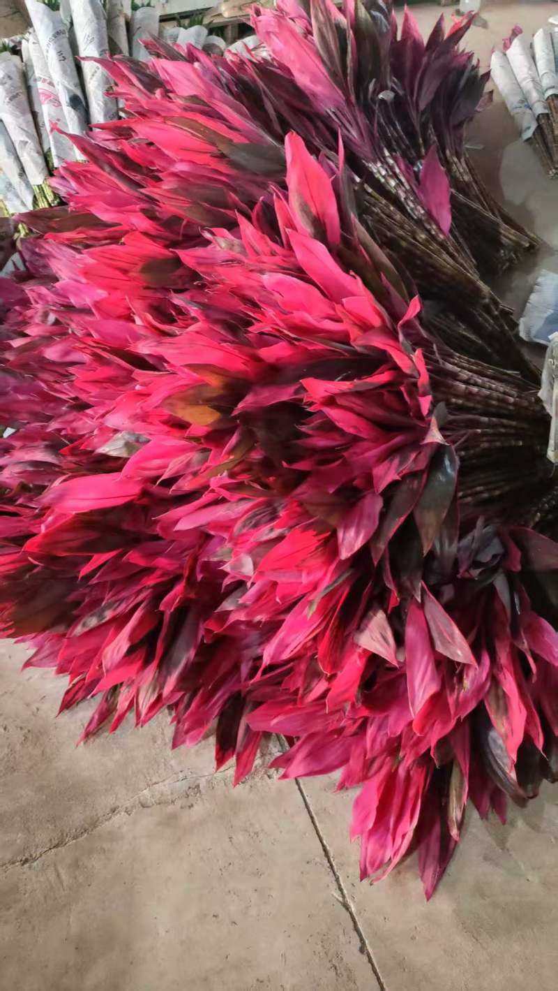海南红株蕉种植基地，海南红株蕉批发