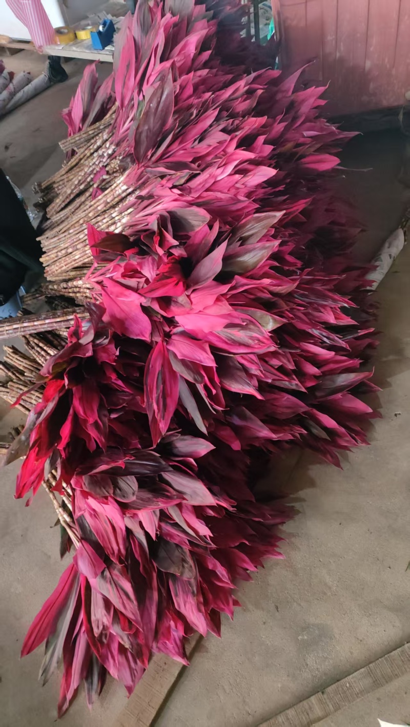 海南红株蕉种植基地，海南红株蕉批发