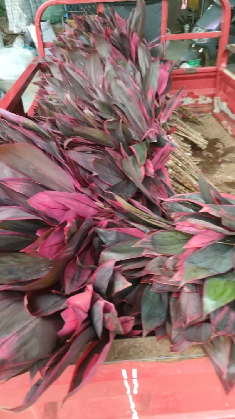 海南红株蕉种植基地，海南红株蕉批发