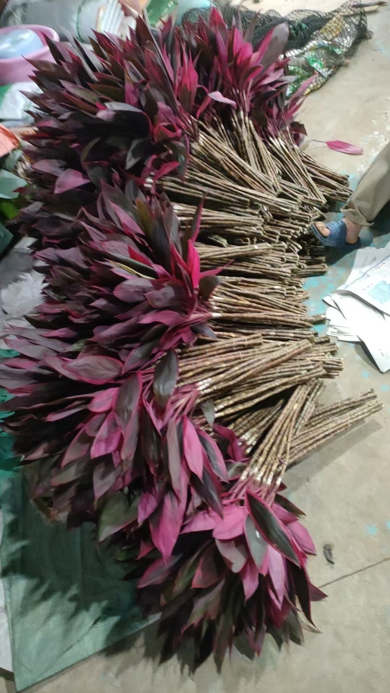 海南红株蕉种植基地，海南红株蕉批发