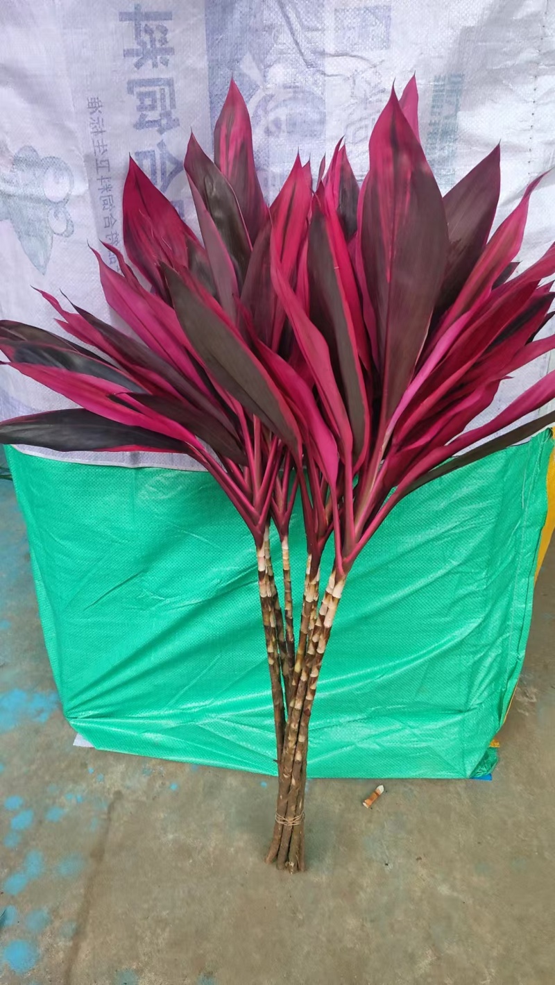 海南红株蕉种植基地，海南红株蕉批发