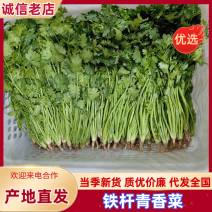 铁杆青香菜量大质优基地直销支持视频看货欢迎咨询采购