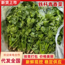 【热卖】铁杆青香菜基地直销量大质优价格优惠欢迎咨询