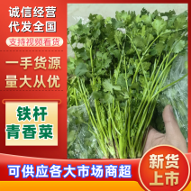 唐山中叶铁杆青香菜货源充足品质保证欢迎各大老板采购咨询