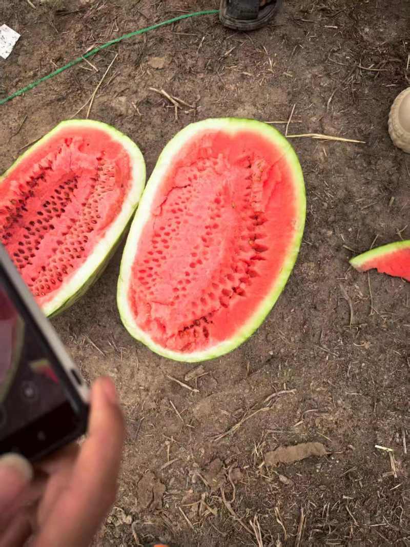 宁夏一手货源硒砂瓜清甜可口品相好对接全国市场量大从优