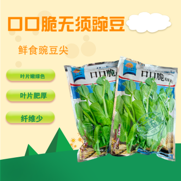 【正宗无须】口口脆无须豌豆种子华灵食用鲜嫩豌豆尖基地优选