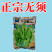 【正宗无须】口口脆无须豌豆种子华灵食用鲜嫩豌豆尖基地优选