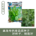 【正宗无须】口口脆无须豌豆种子华灵食用鲜嫩豌豆尖基地优选