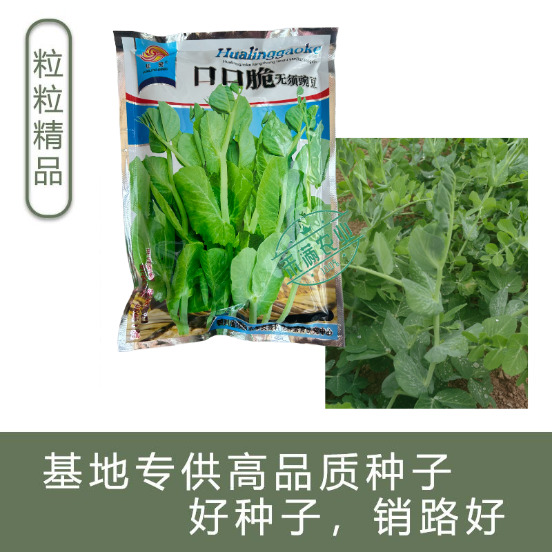 【正宗无须】口口脆无须豌豆种子华灵食用鲜嫩豌豆尖基地优选