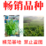 【正宗无须】口口脆无须豌豆种子华灵食用鲜嫩豌豆尖基地优选