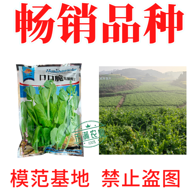【正宗无须】口口脆无须豌豆种子华灵食用鲜嫩豌豆尖基地优选