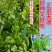 【正宗无须】口口脆无须豌豆种子华灵食用鲜嫩豌豆尖基地优选