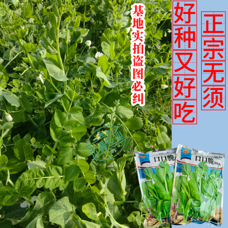 【正宗无须】口口脆无须豌豆种子华灵食用鲜嫩豌豆尖基地优选