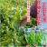 【正宗无须】口口脆无须豌豆种子华灵食用鲜嫩豌豆尖基地优选