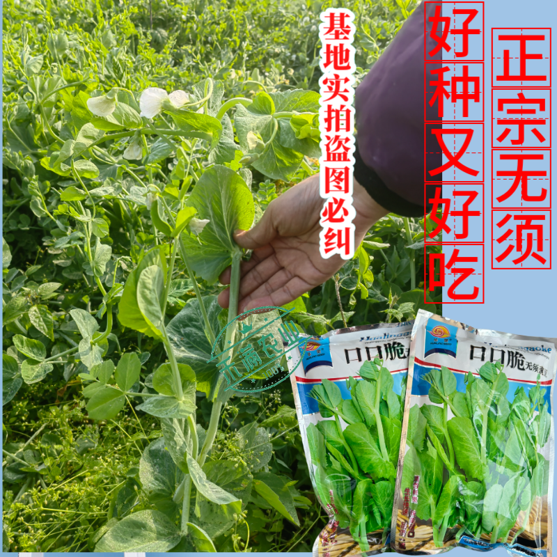 【正宗无须】口口脆无须豌豆种子华灵食用鲜嫩豌豆尖基地优选