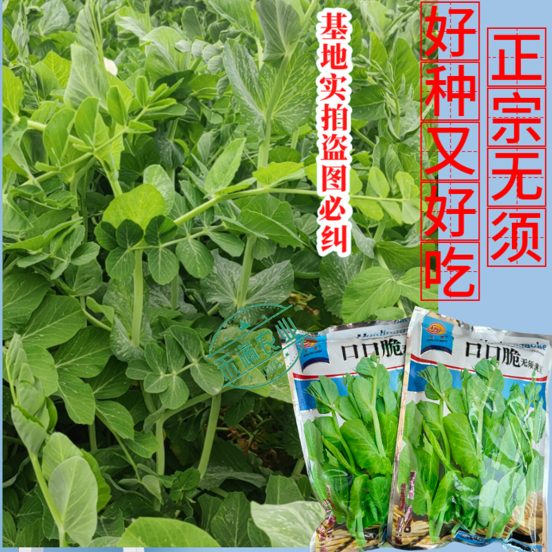 【正宗无须】口口脆无须豌豆种子华灵食用鲜嫩豌豆尖基地优选